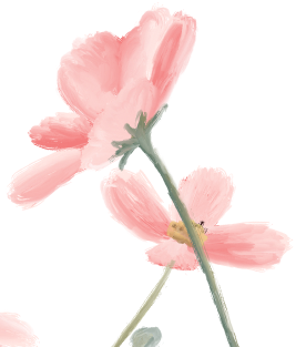 Ilustración de dos flores rosadas con tallos verdes sobre fondo blanco.