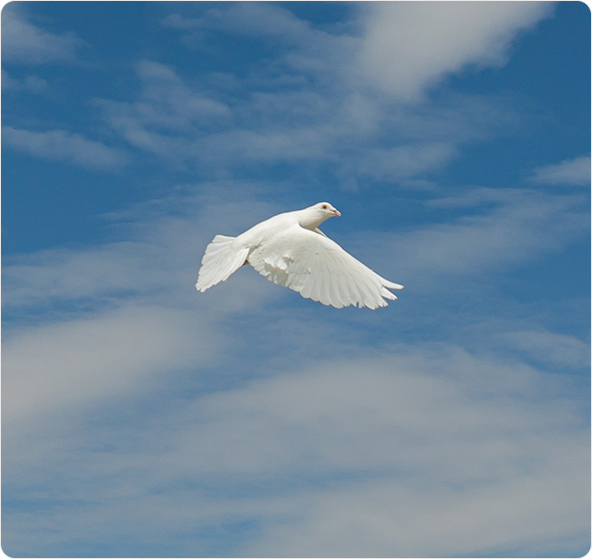 A white dove flying in a blue sky with a few clouds.