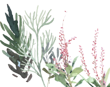Illustration of two pink flowers with green stems on a white background.