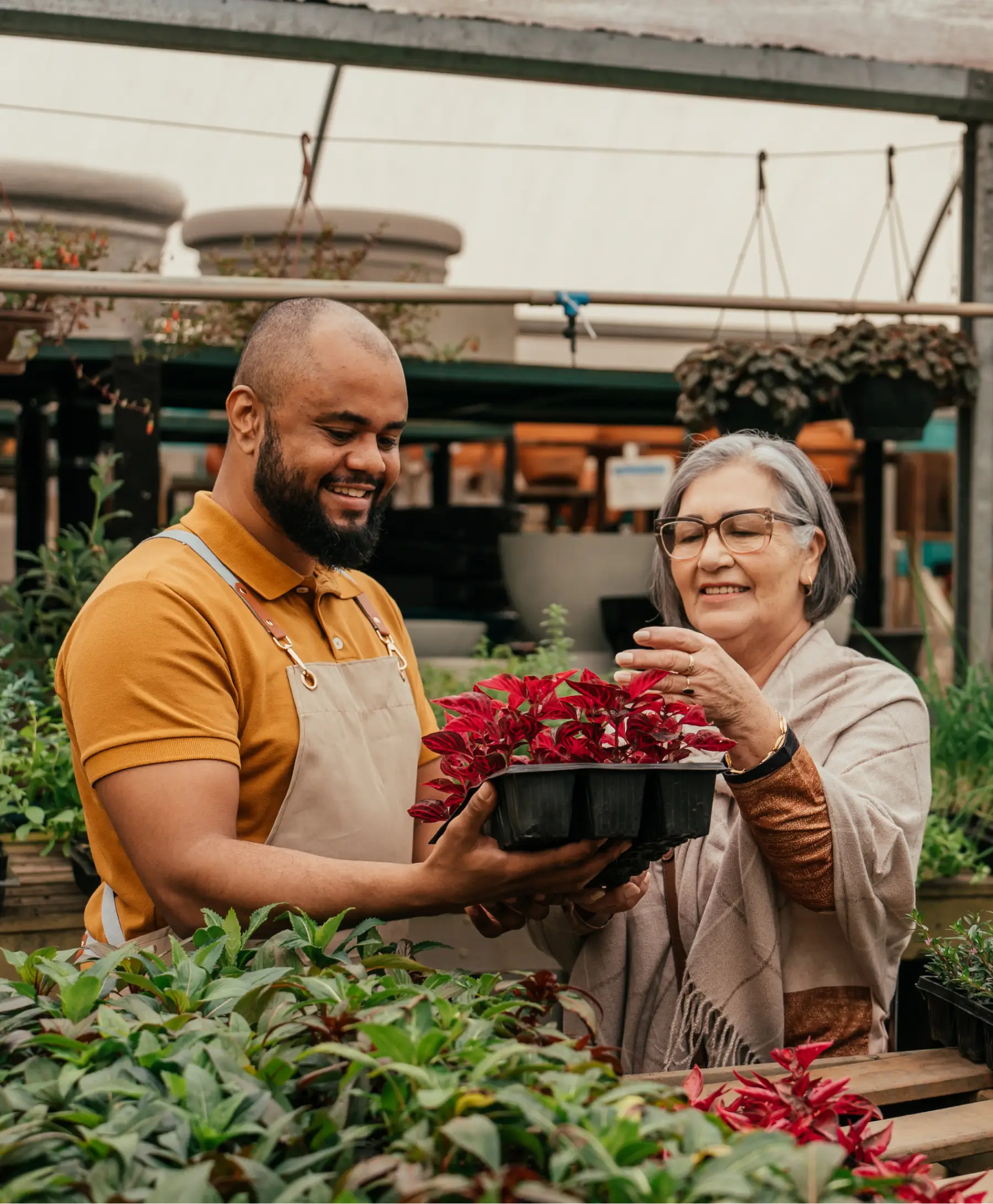 Garden center employee helping an older customer choose a tray of red plants.
