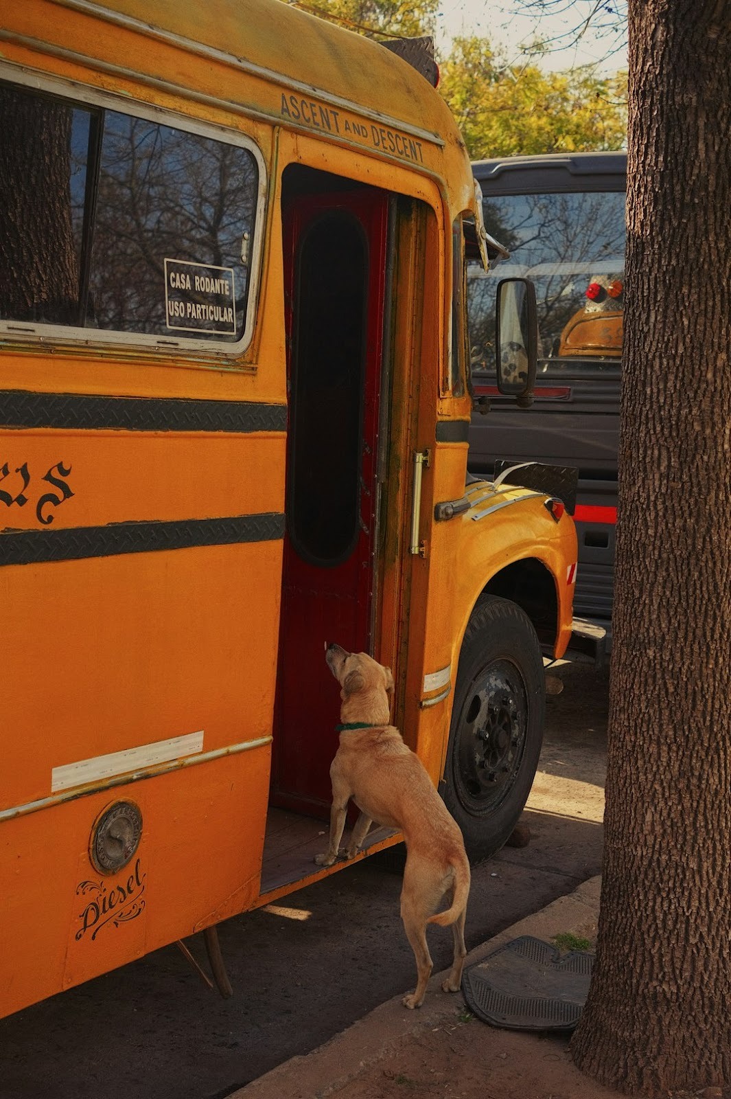 A brown dog standing on the side of a yellow bus