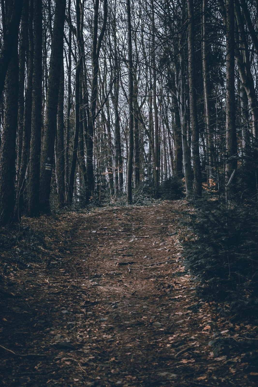 a dirt path in the middle of a forest