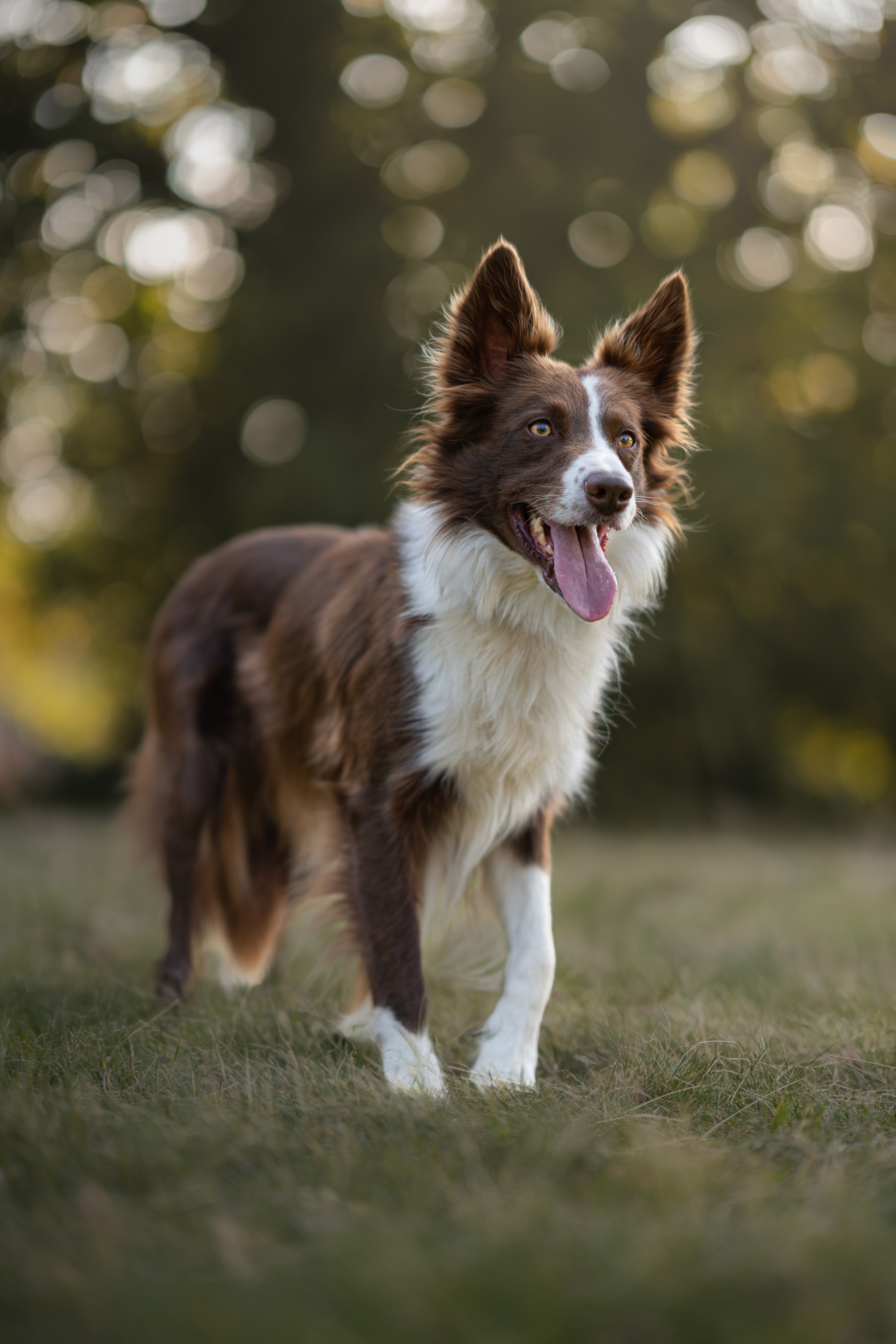 image of location for an animal welfare nonprofit