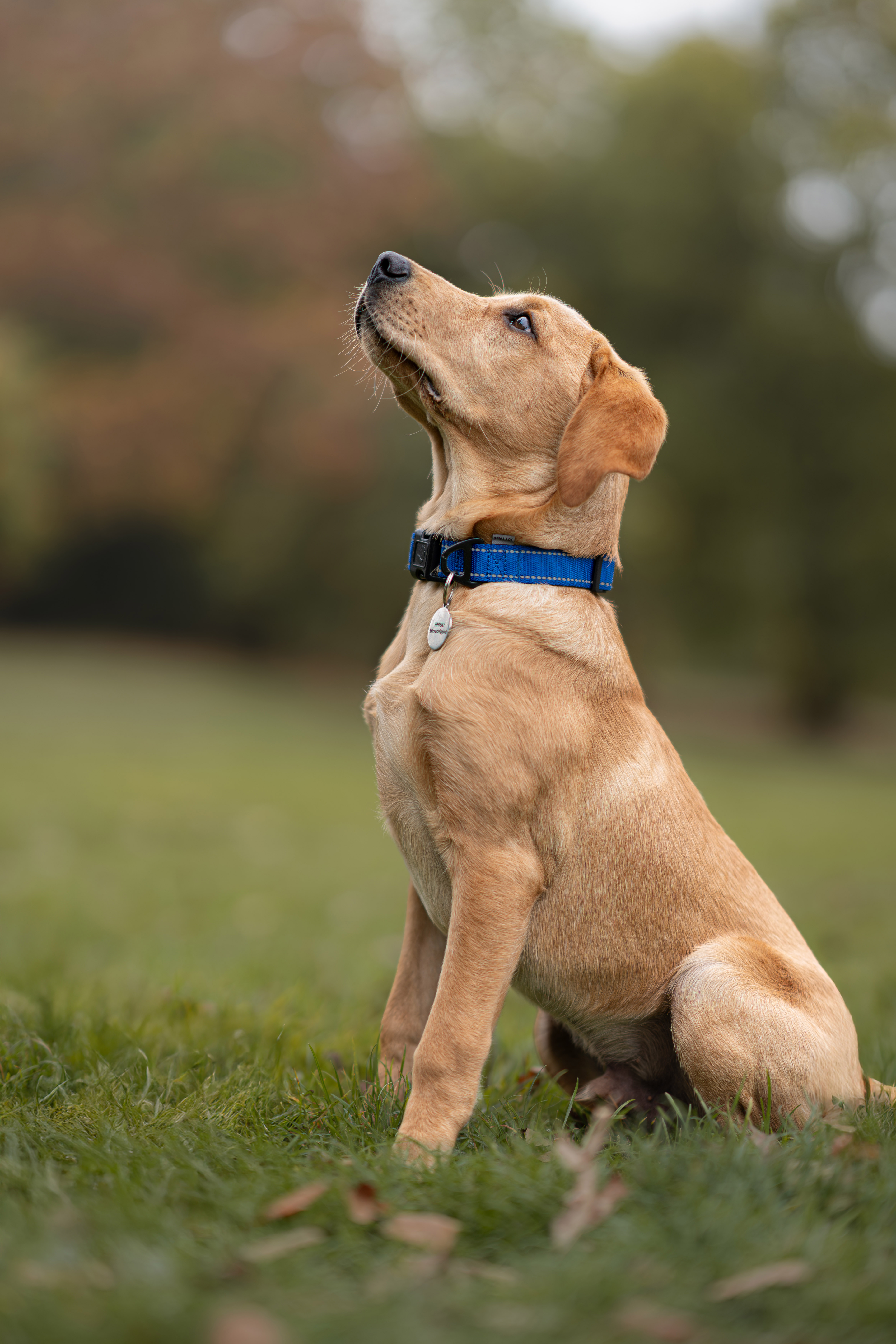 image of a pet training class
