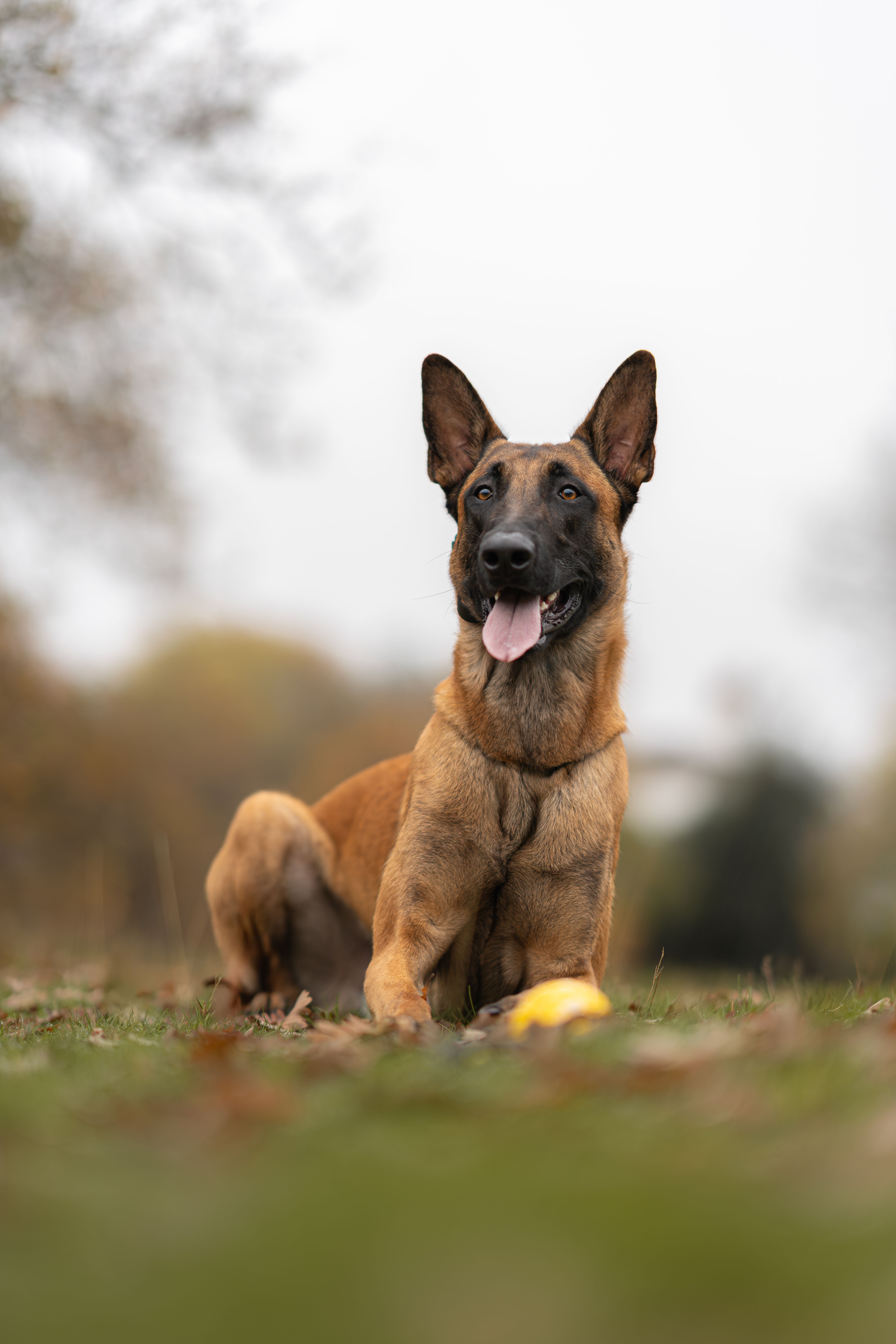 image of a pet training class