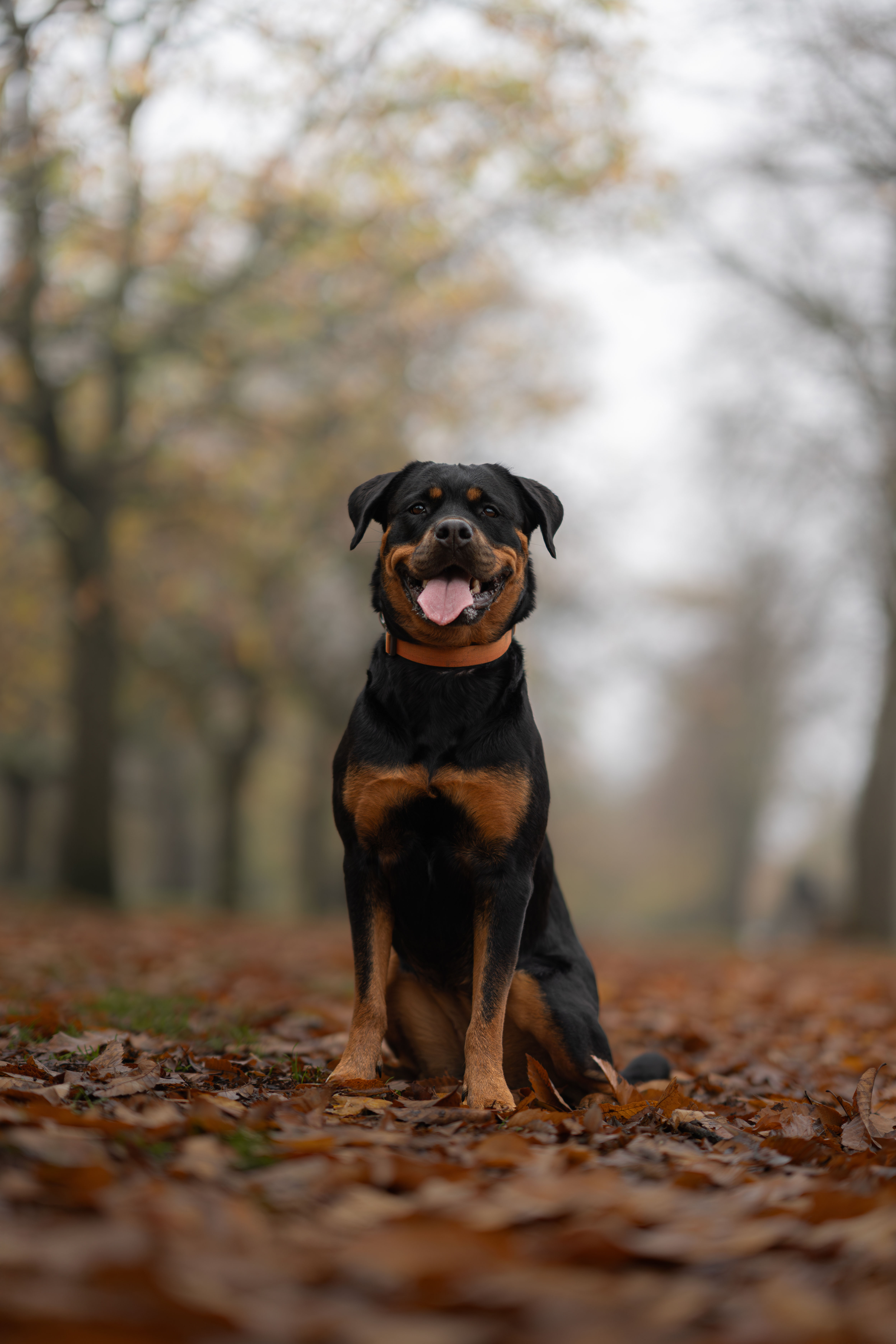 animal training session