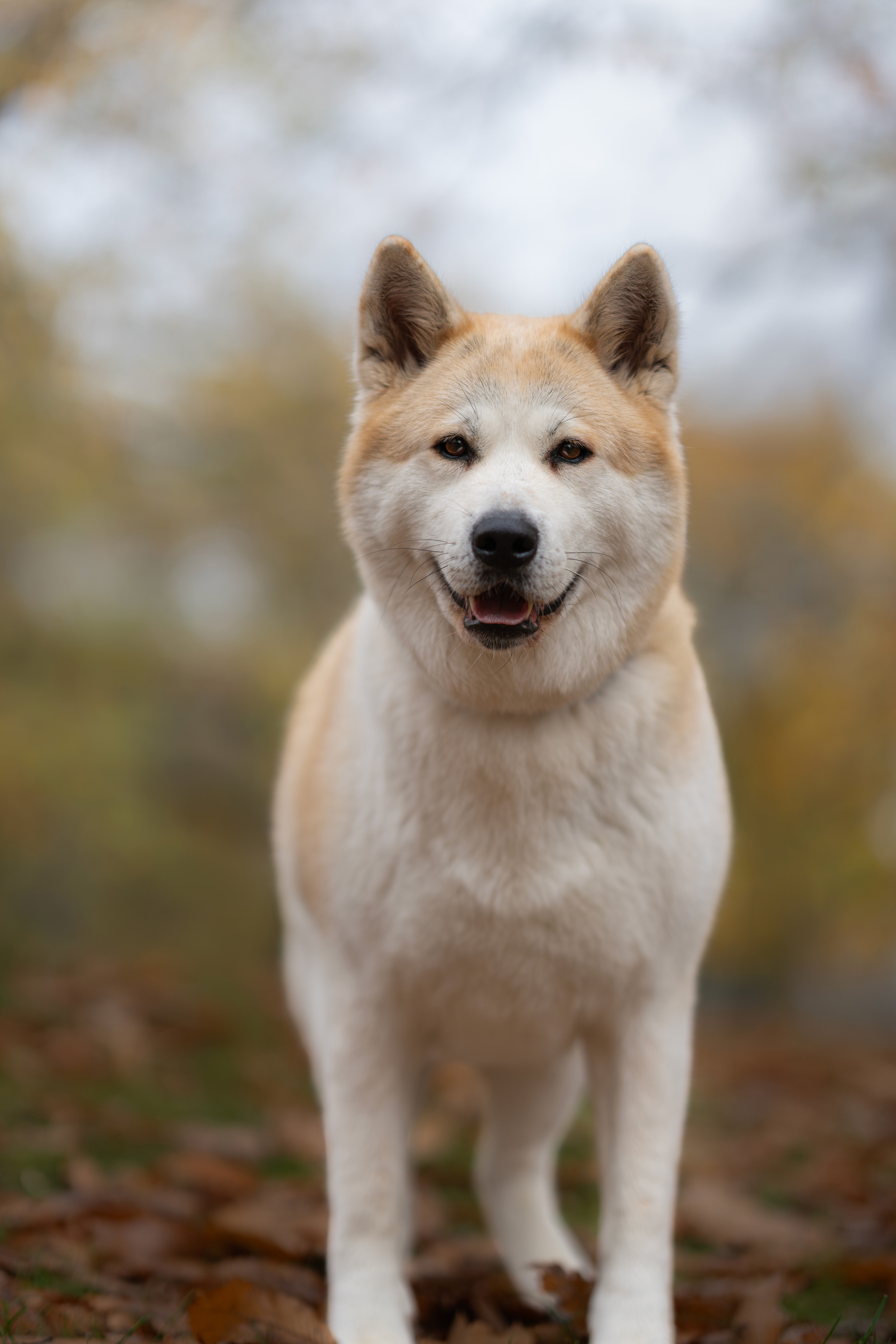 image of a pet training class