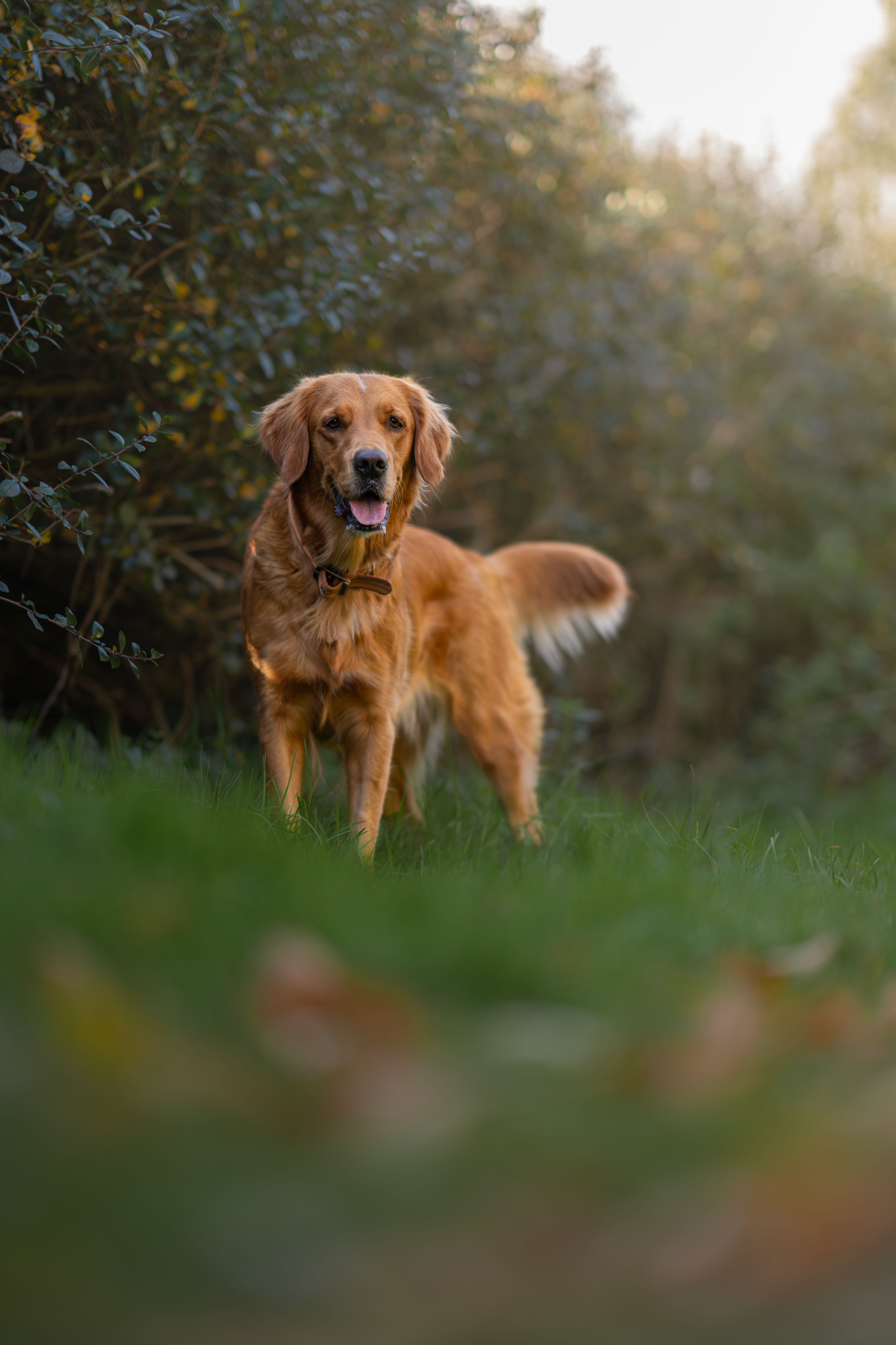 image of a pet training class
