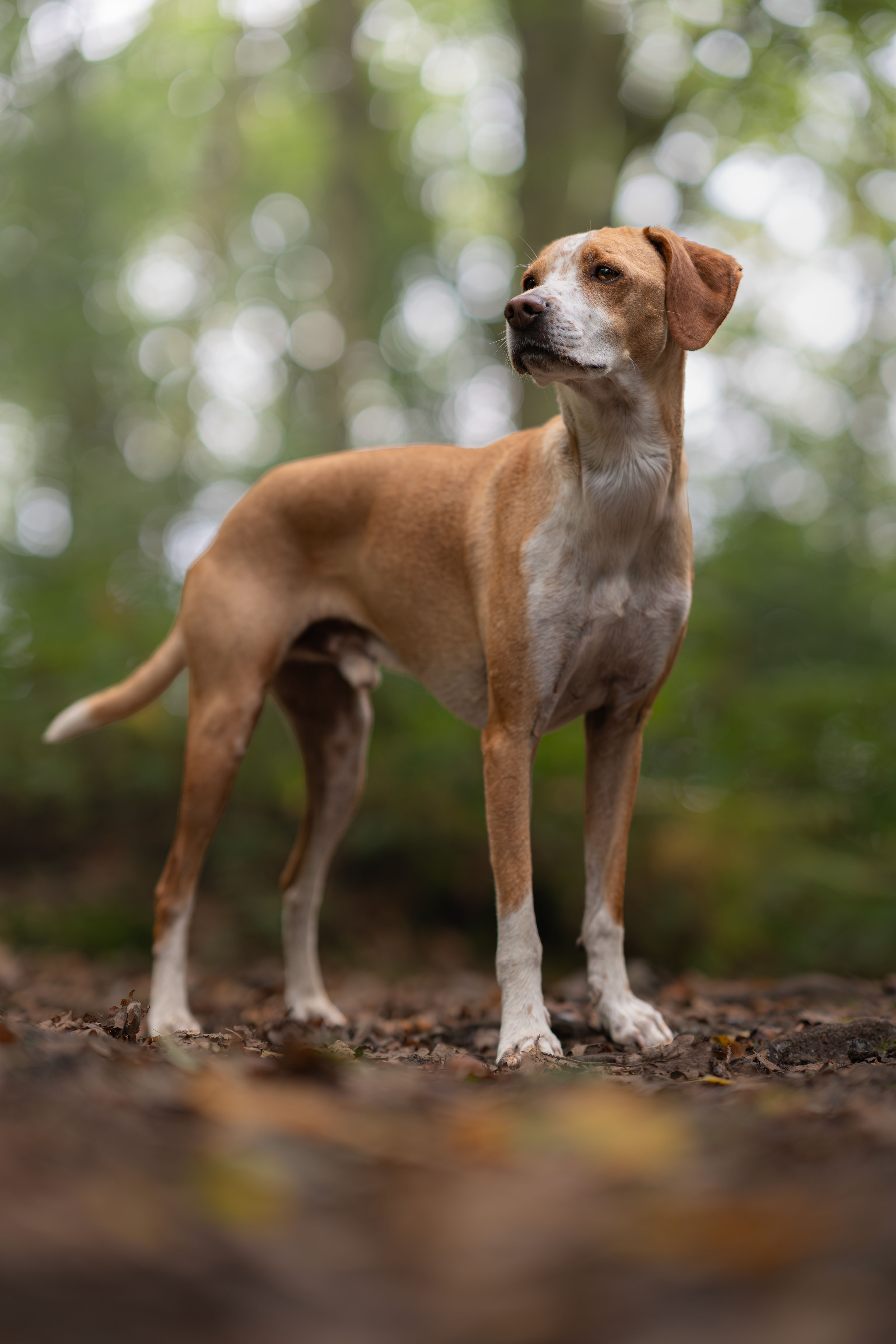 animal training session