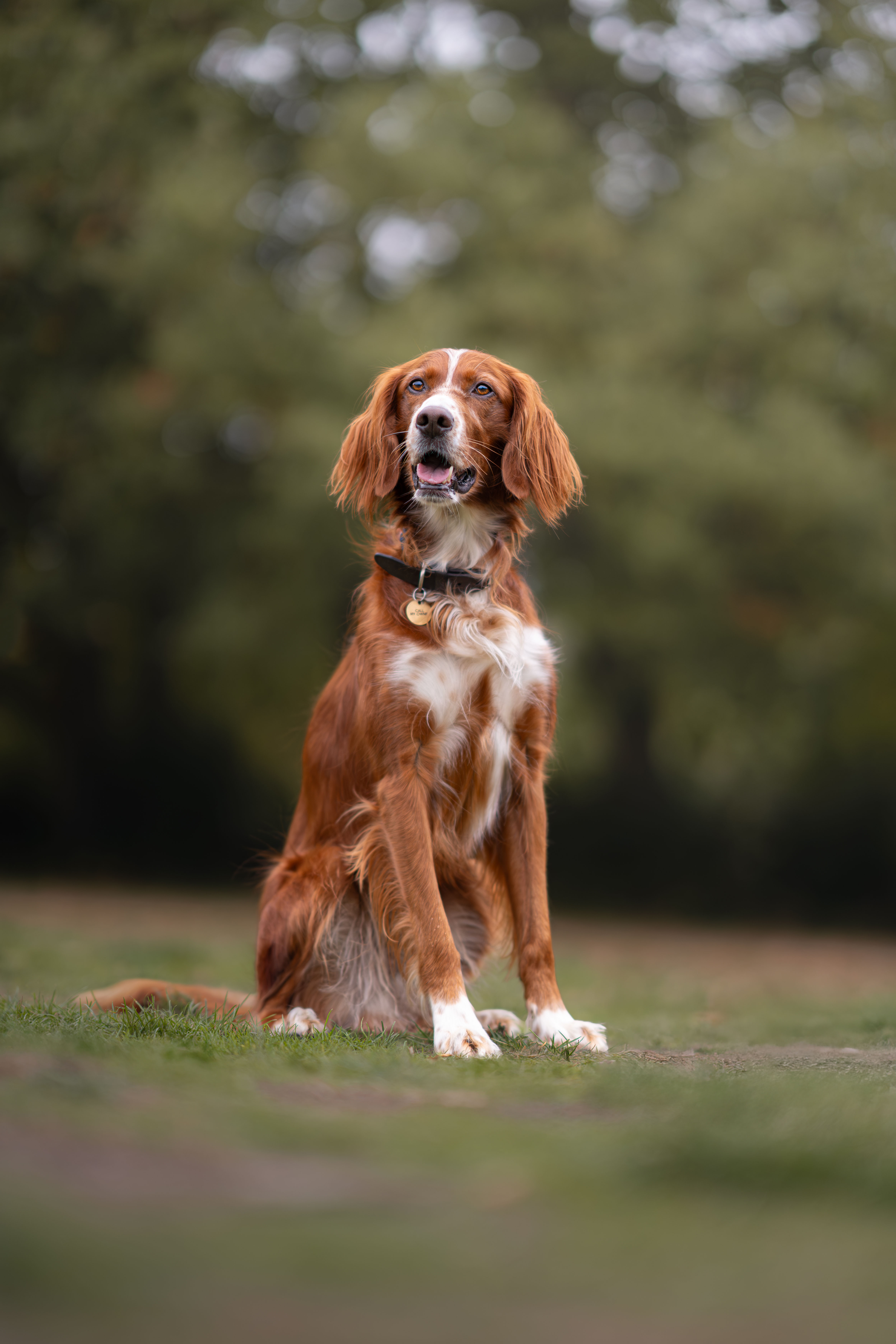 animal training session