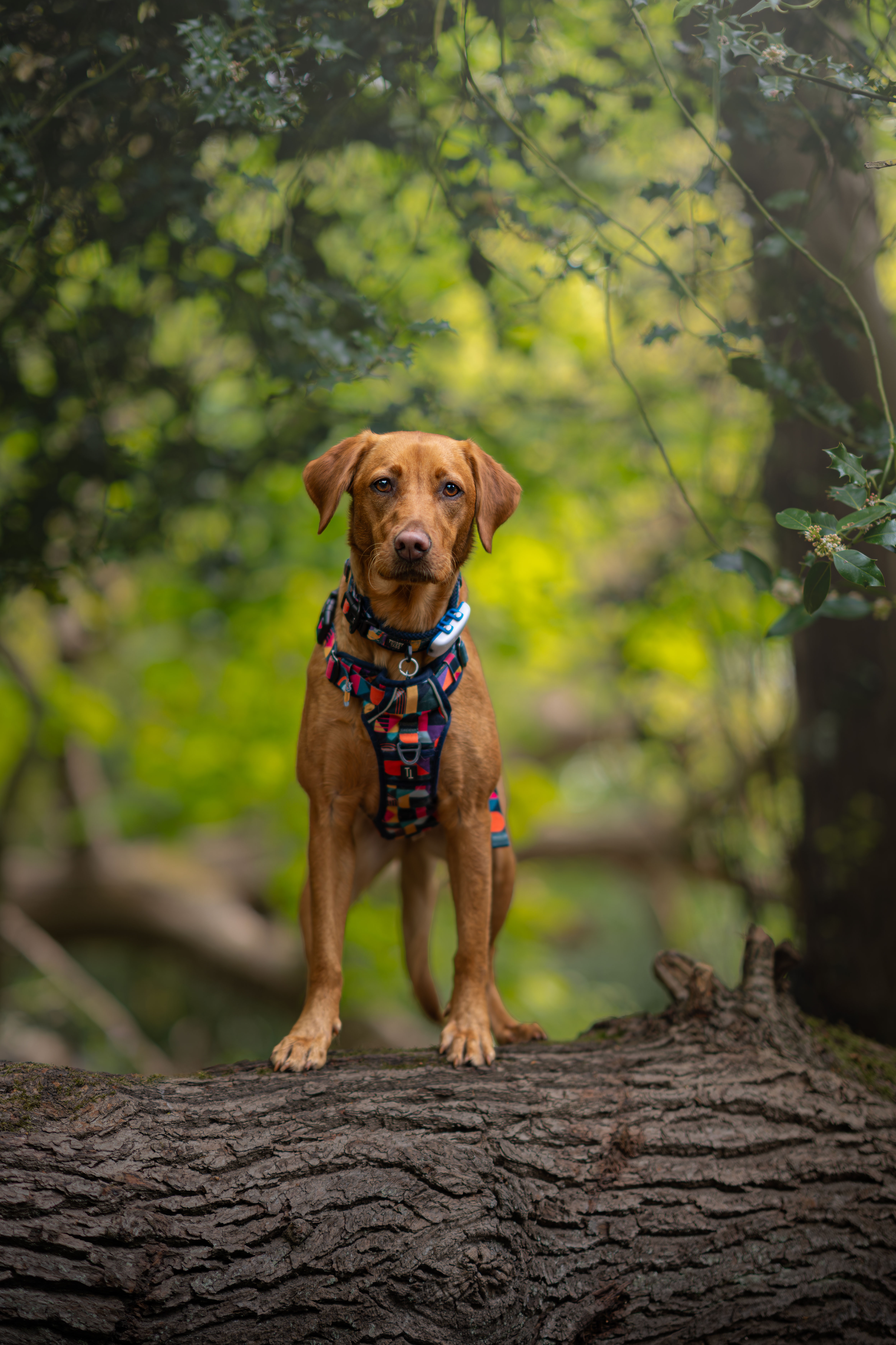 animal training session