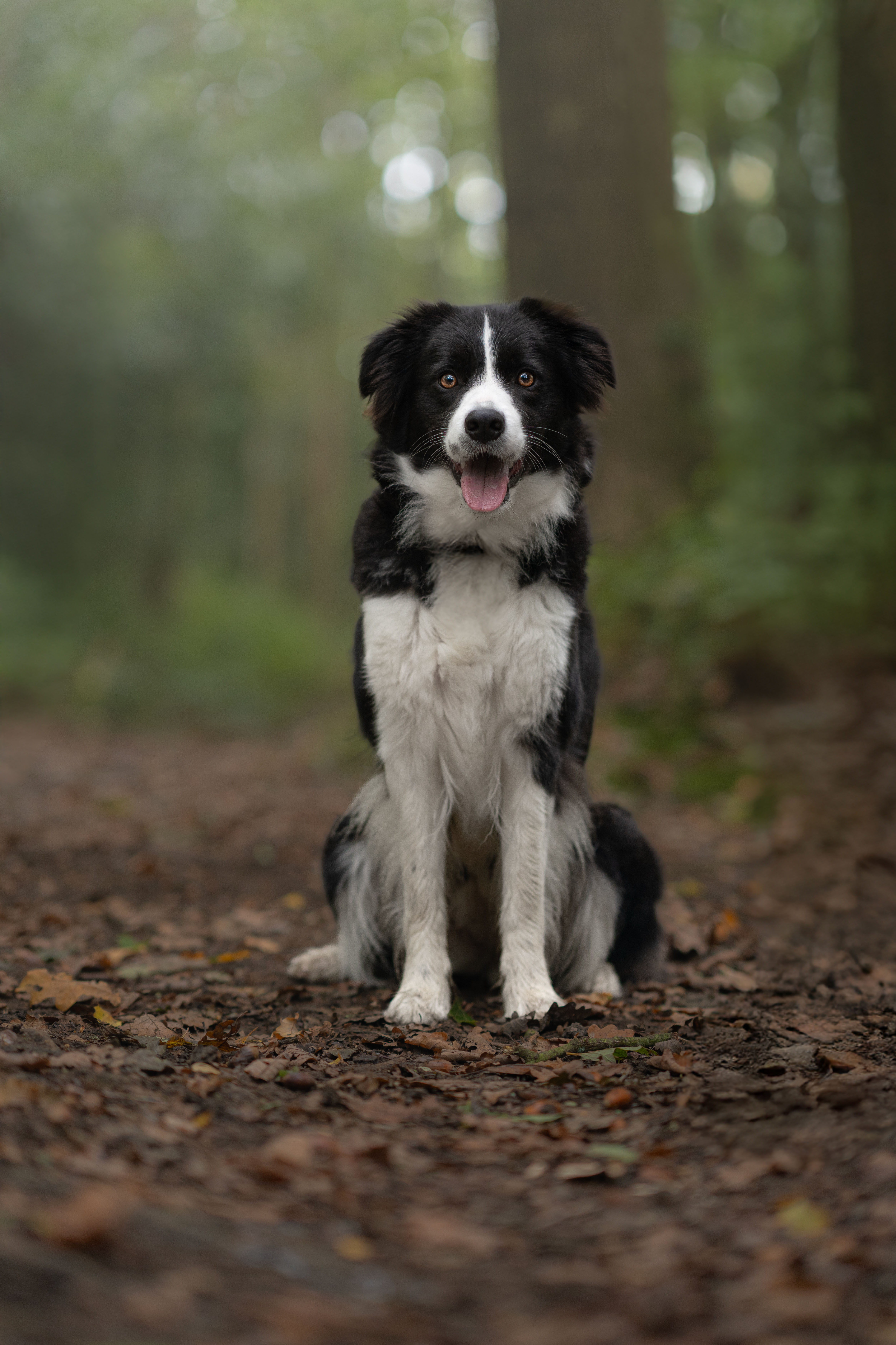 image of location for an animal welfare nonprofit