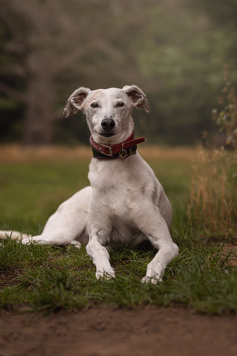 image of pet harnesses