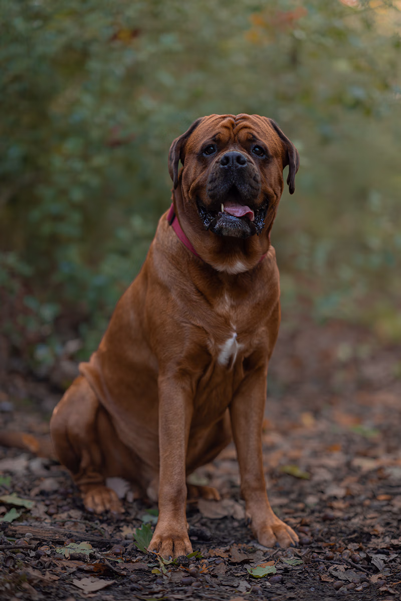 image of pet harnesses