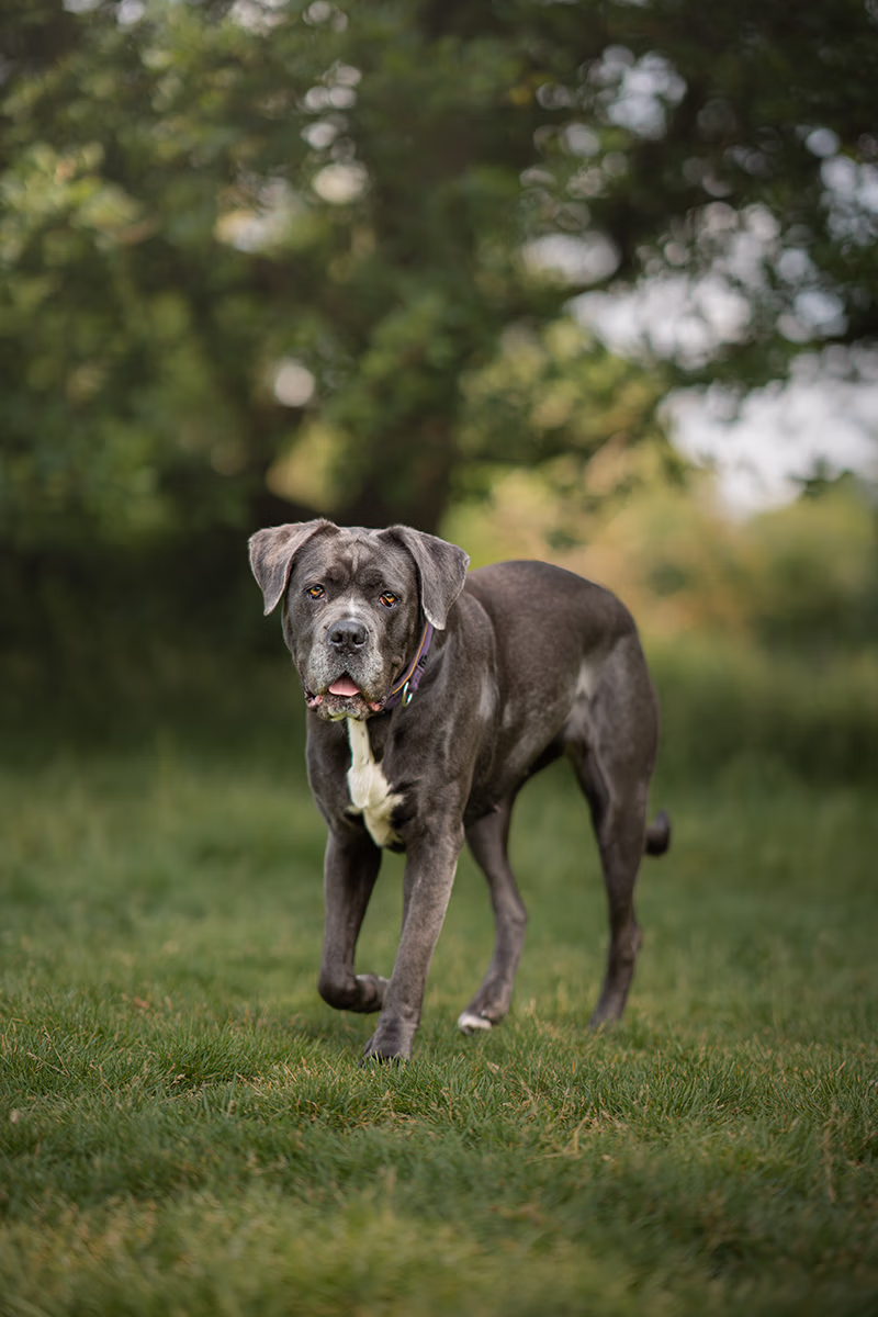 image of pet harnesses