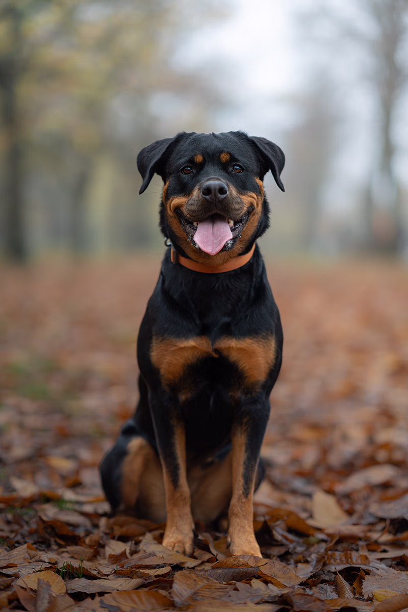 image of pet harnesses