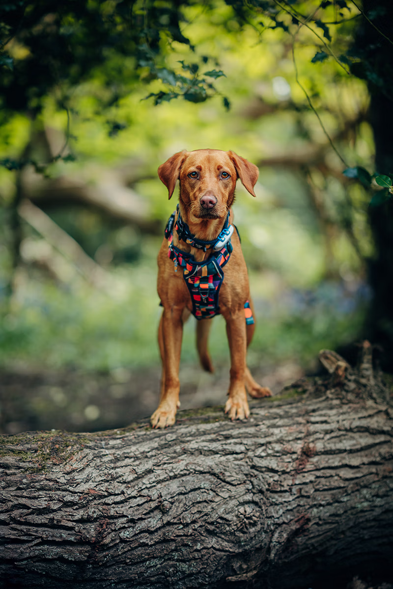 image of pet harnesses