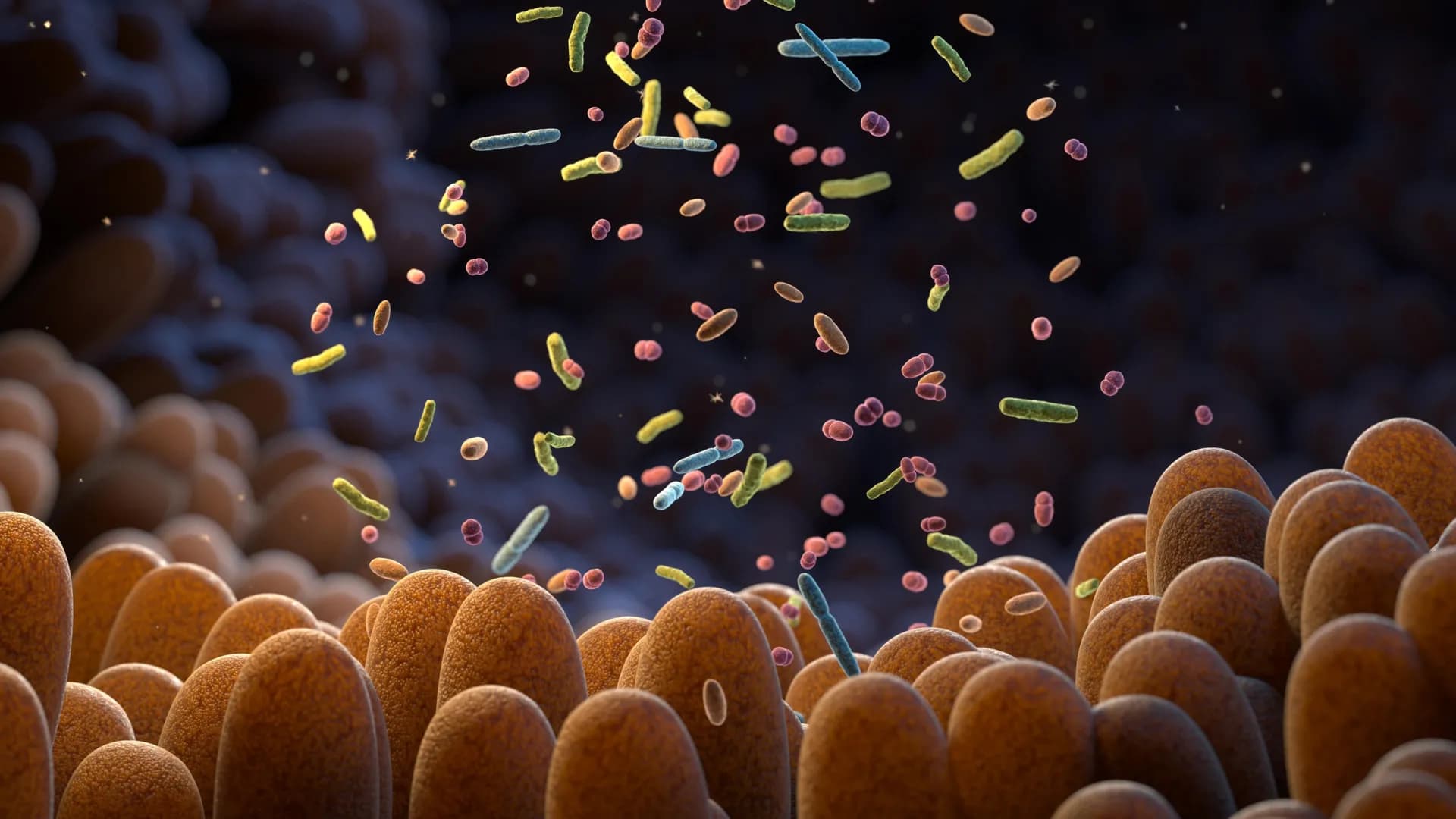 The microbiome with villi and probiotics