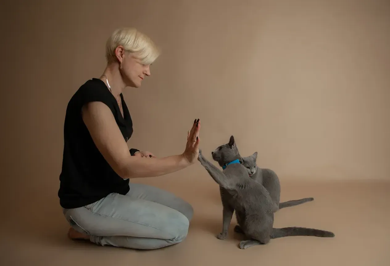 Person kneeling and giving a high five to a gray cat wearing a blue collar, with another gray cat sitting nearby.