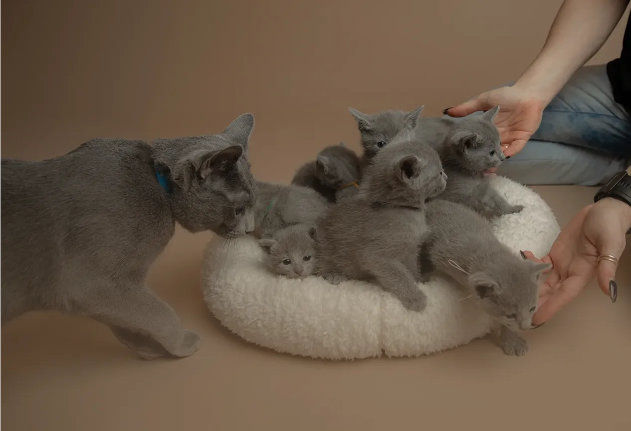 Adult gray cat approaching a group of gray kittens sitting on a white fluffy bed while a person gently holds one kitten.