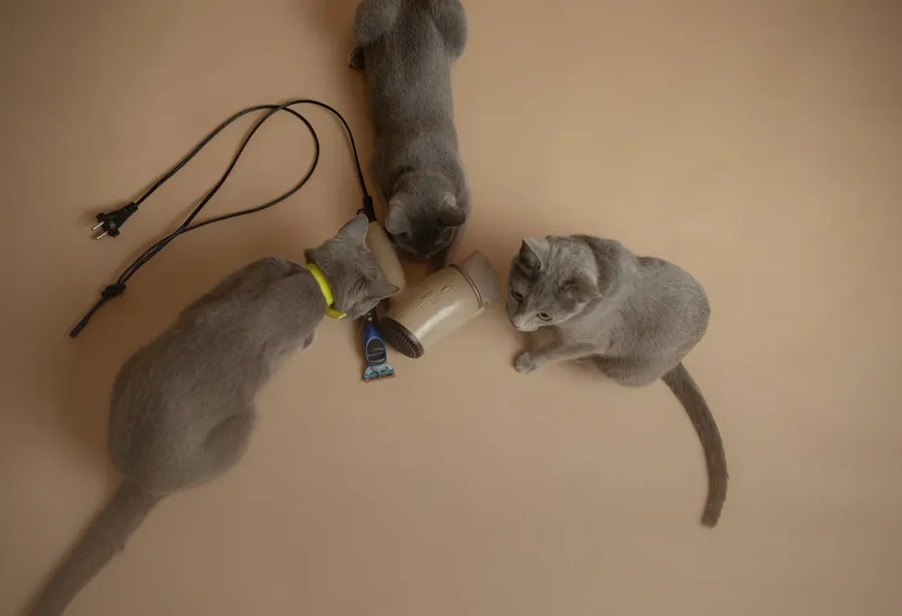 Three gray cats gathered around a beige hairdryer and a blue razor on a tan surface.