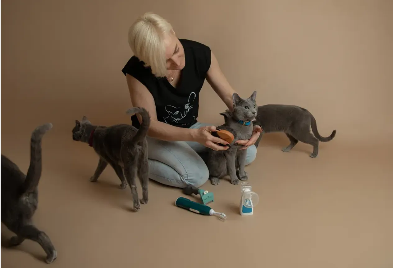 Person with short blonde hair brushing a gray cat while two other gray cats walk nearby on a beige background.