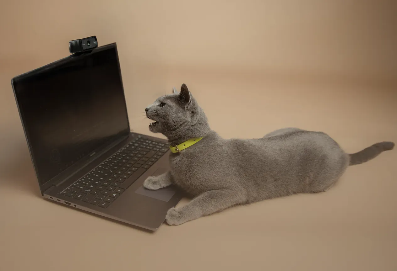 Gray cat with a yellow collar lying in front of a laptop with an attached webcam.