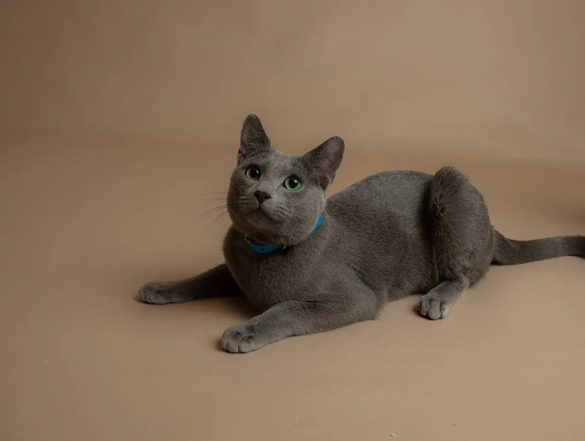 Gray cat with green eyes and a blue collar lying on a beige surface looking upward.
