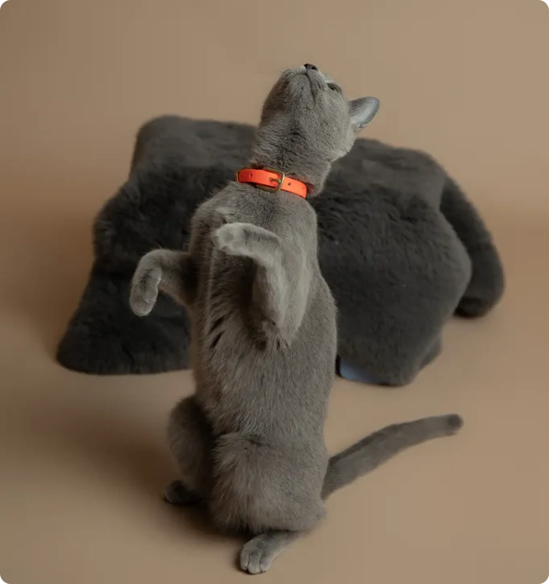 Gray cat with orange collar standing on hind legs looking up beside dark gray plush toy.