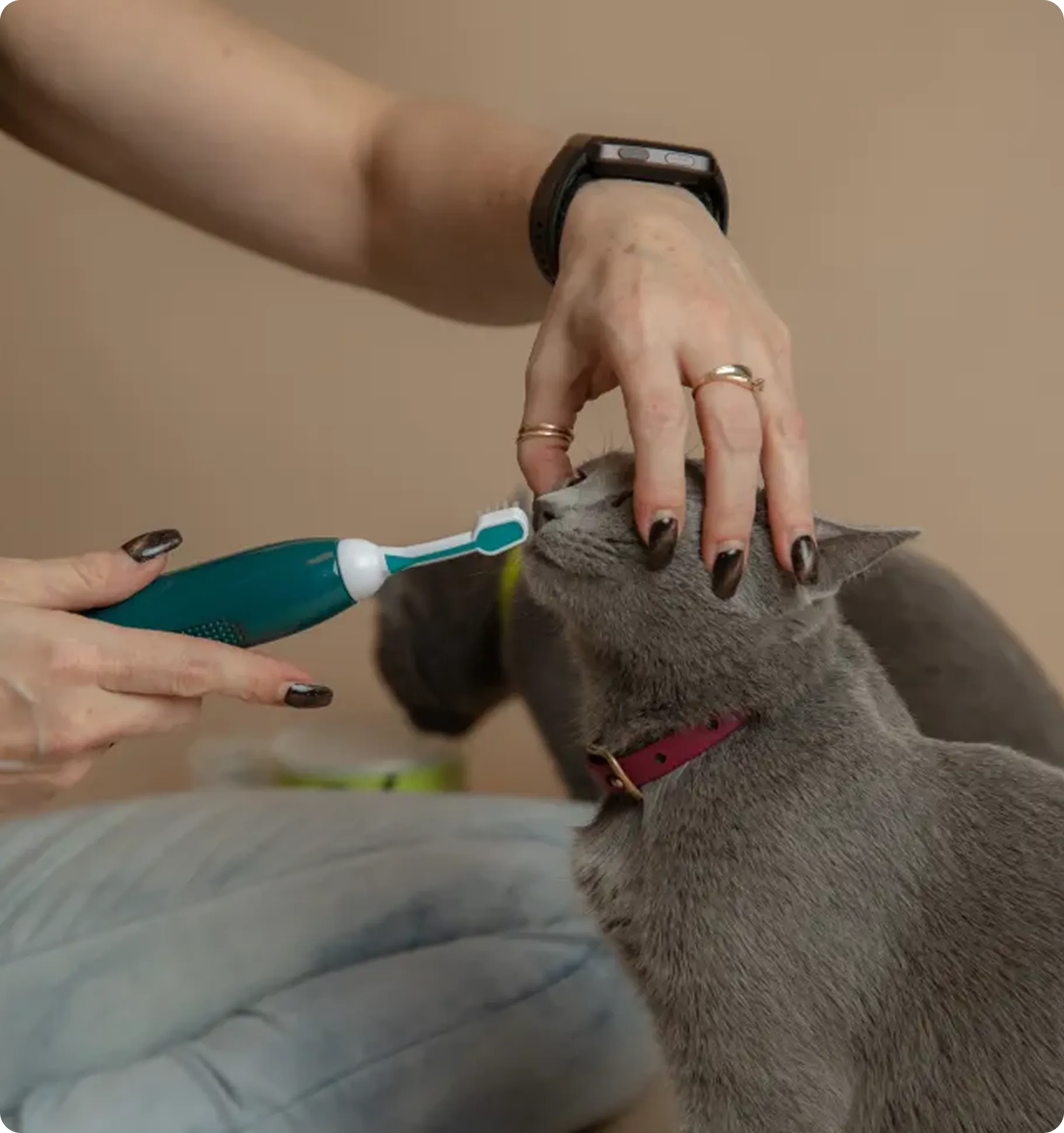 Person gently brushing a gray cat's teeth with an electric toothbrush while holding its head.