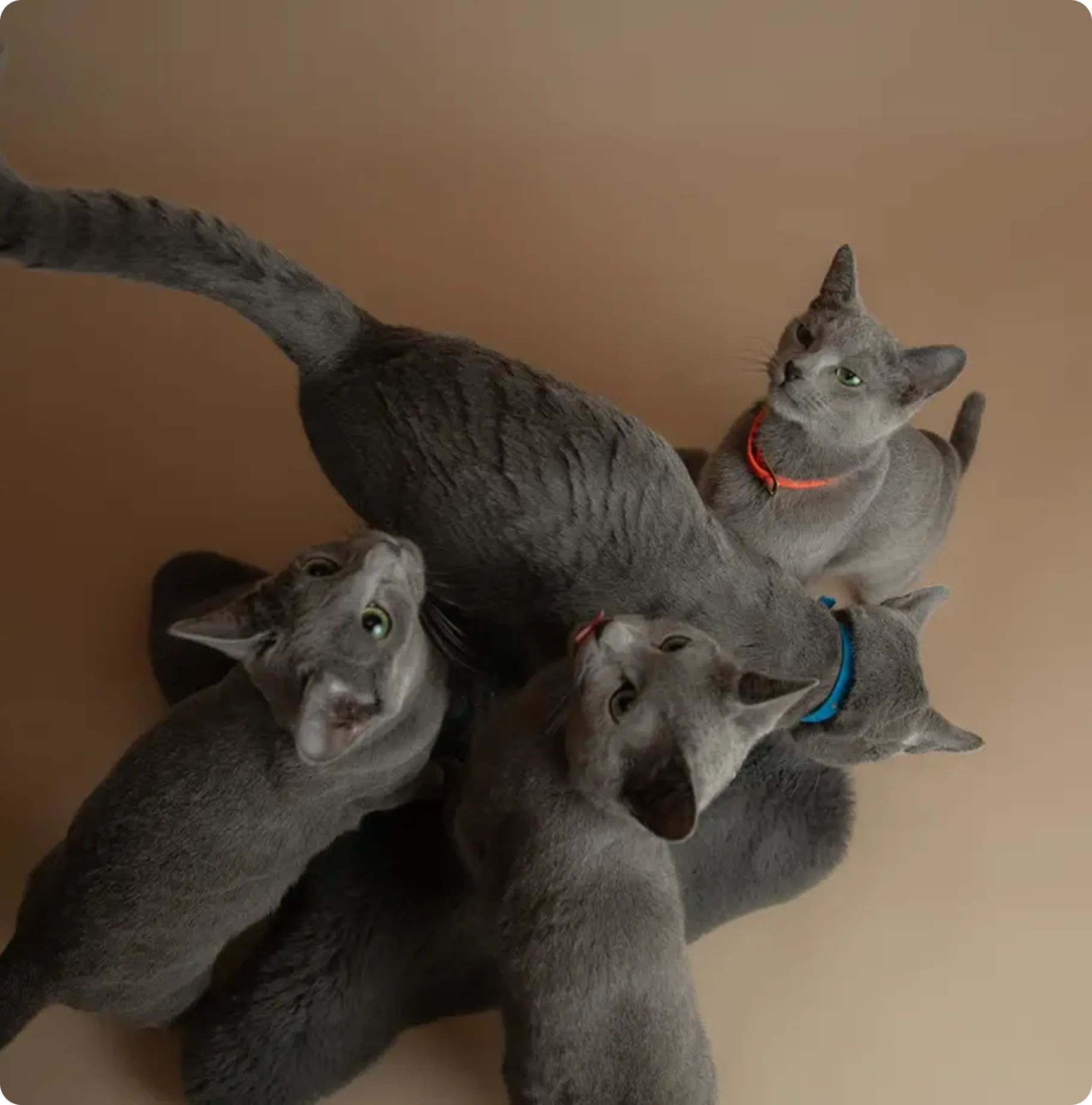 Five grey cats with green eyes and different colored collars, gathered closely in a circle on a beige surface.