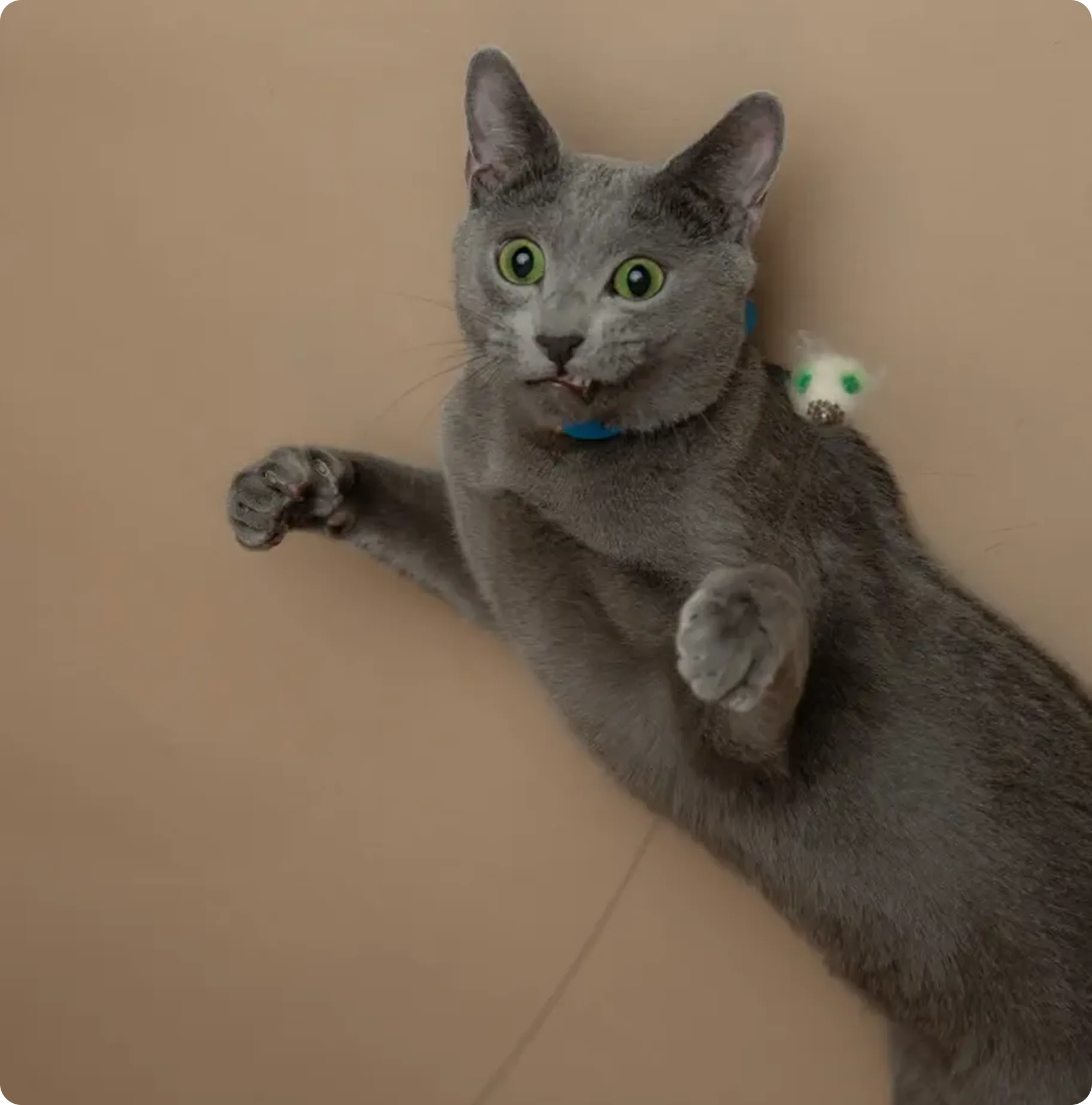 Gray cat lying on its back on a beige surface with wide green eyes and front paws raised.