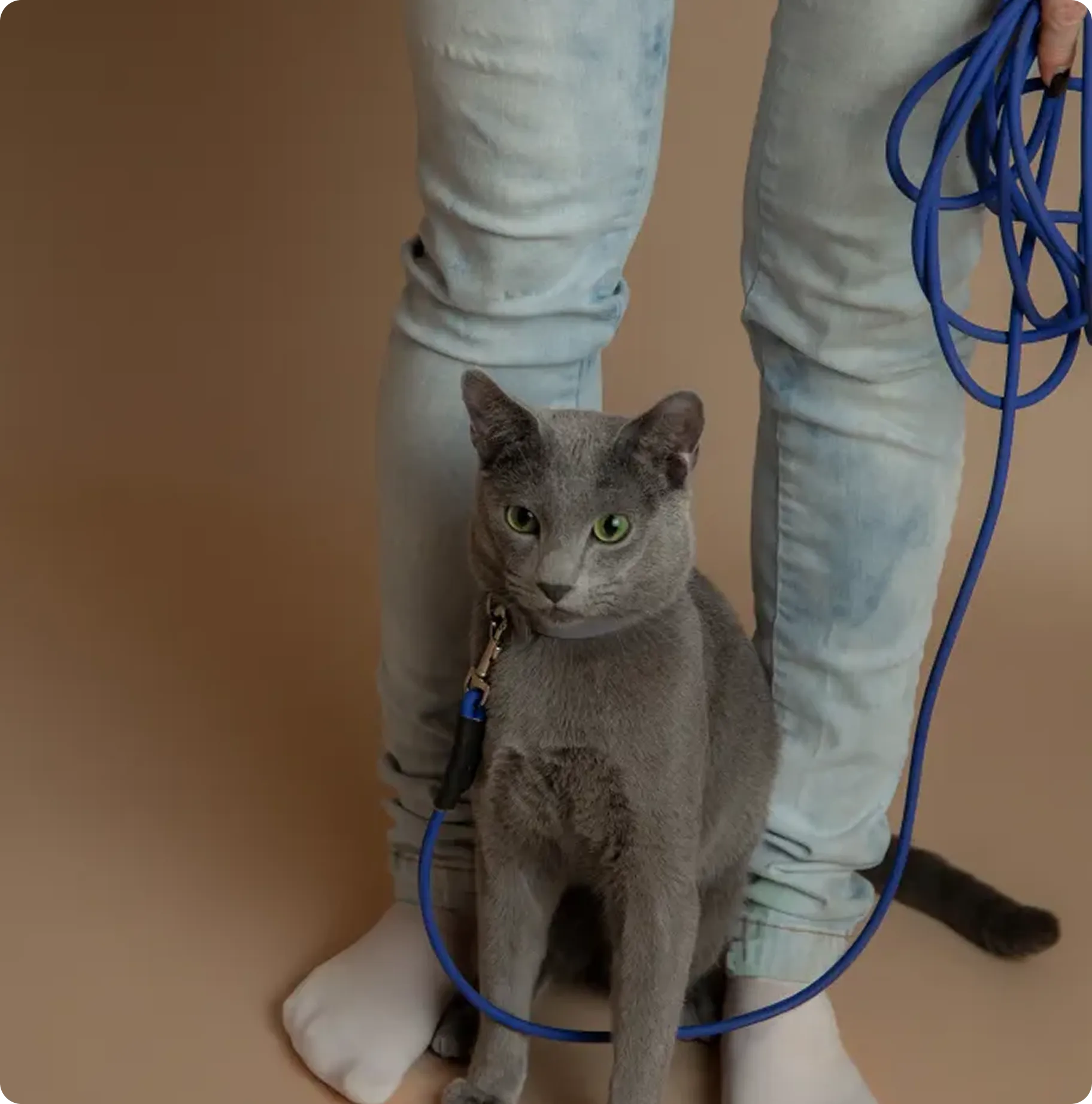Gray cat with green eyes sitting between legs of a person wearing light blue jeans and holding a coiled blue cable.