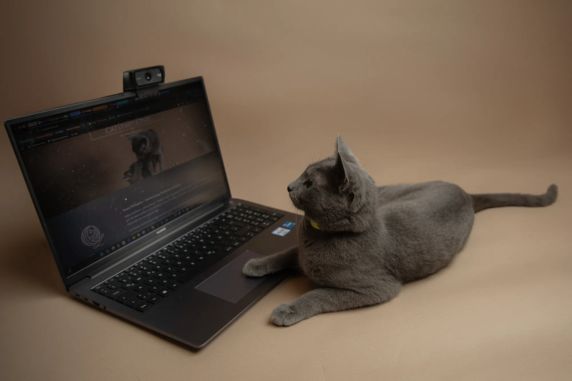 Gray cat lying on a beige surface with its paw on a black laptop keyboard displaying a cat-themed webpage.