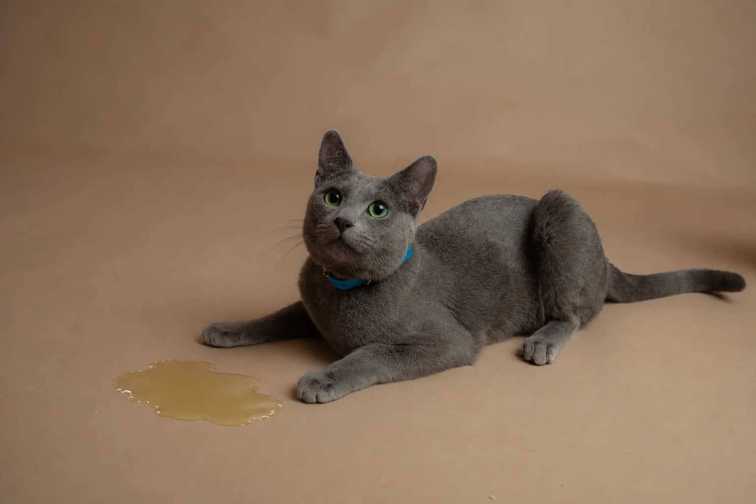 Graue Katze neben einer Urinpfütze – Symbolbild für Unsauberkeit bei Katzen.