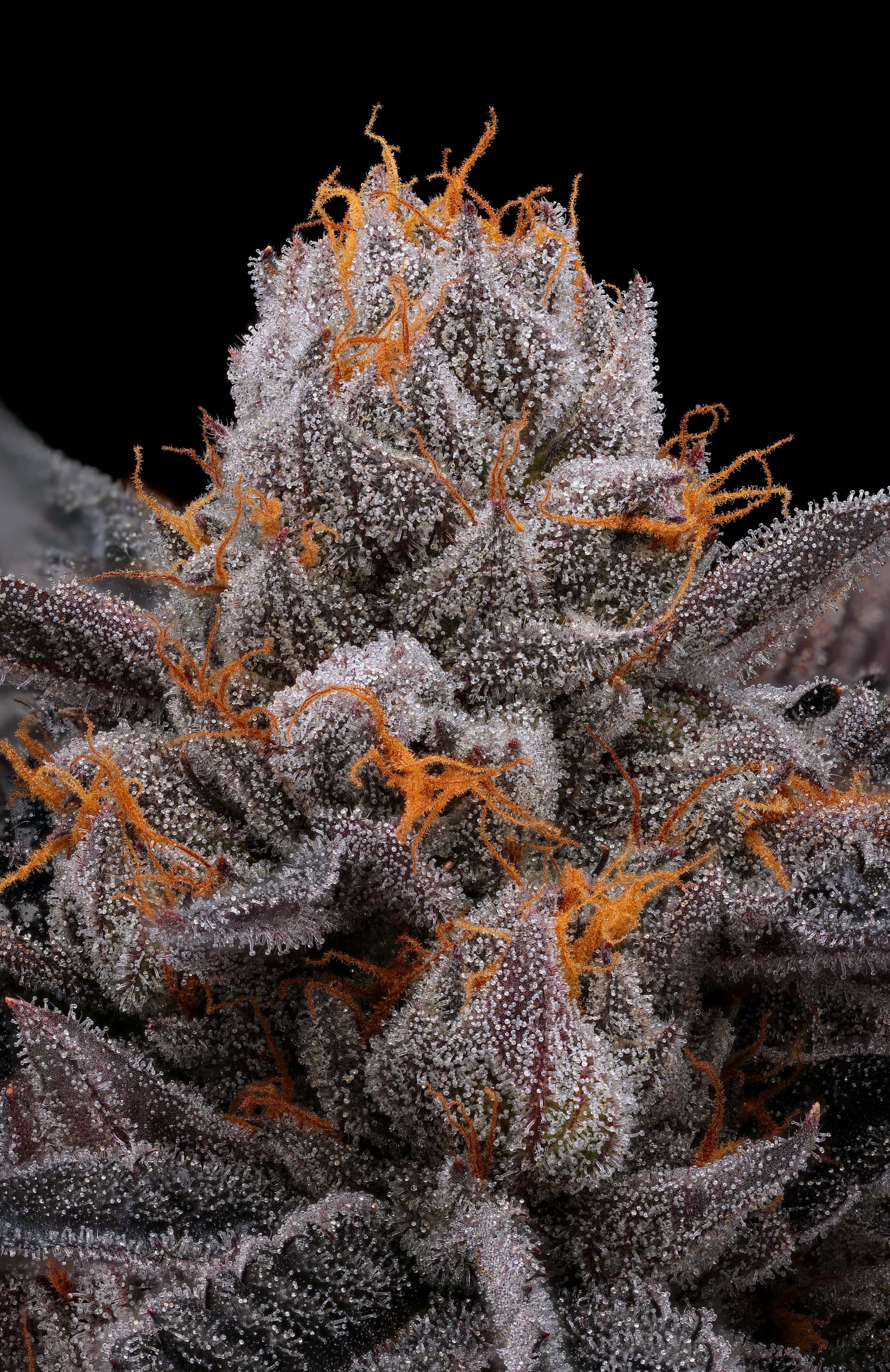 Close-up of Crunch Berries cannabis flower