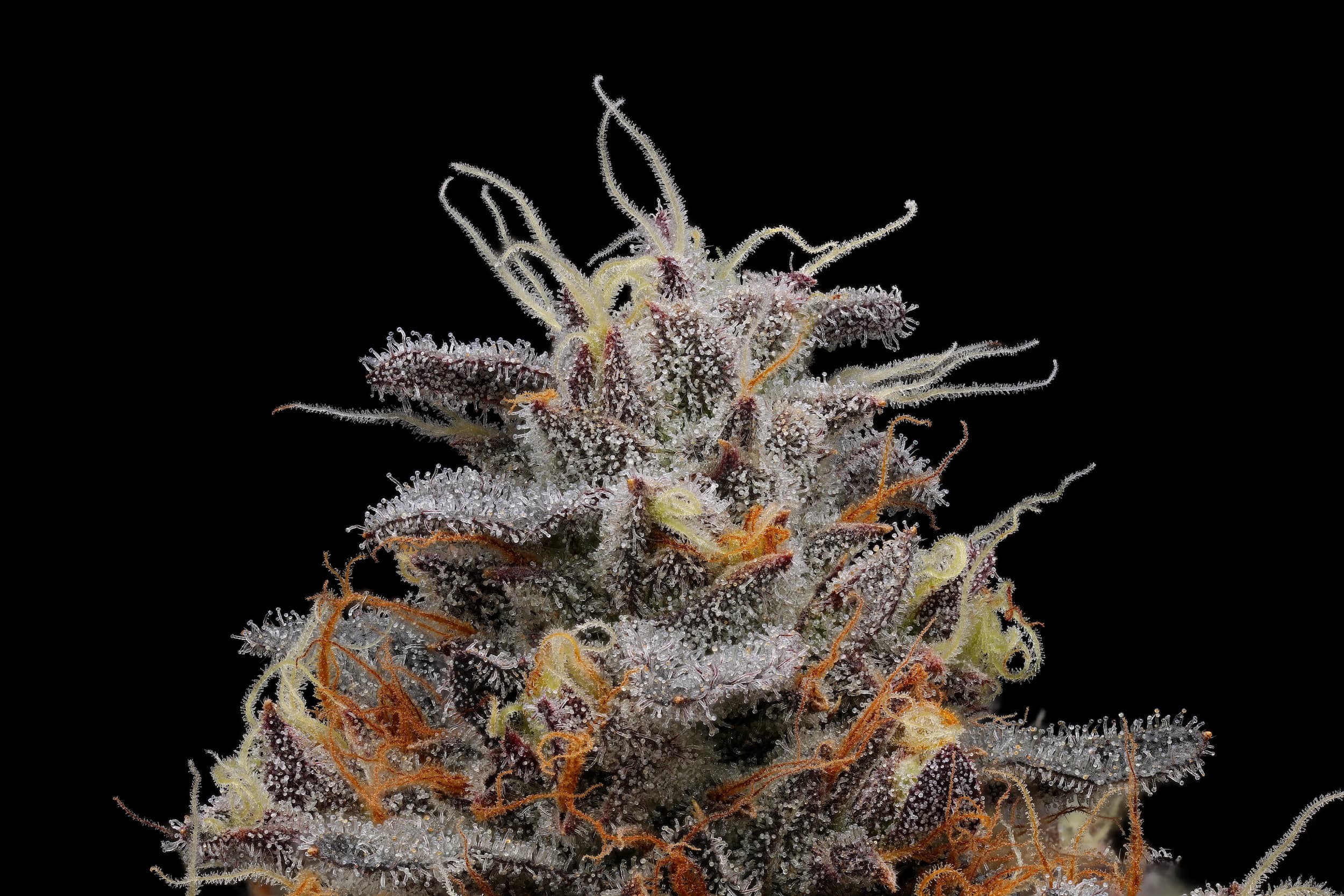 Close-up of Emergency #9 cannabis flower