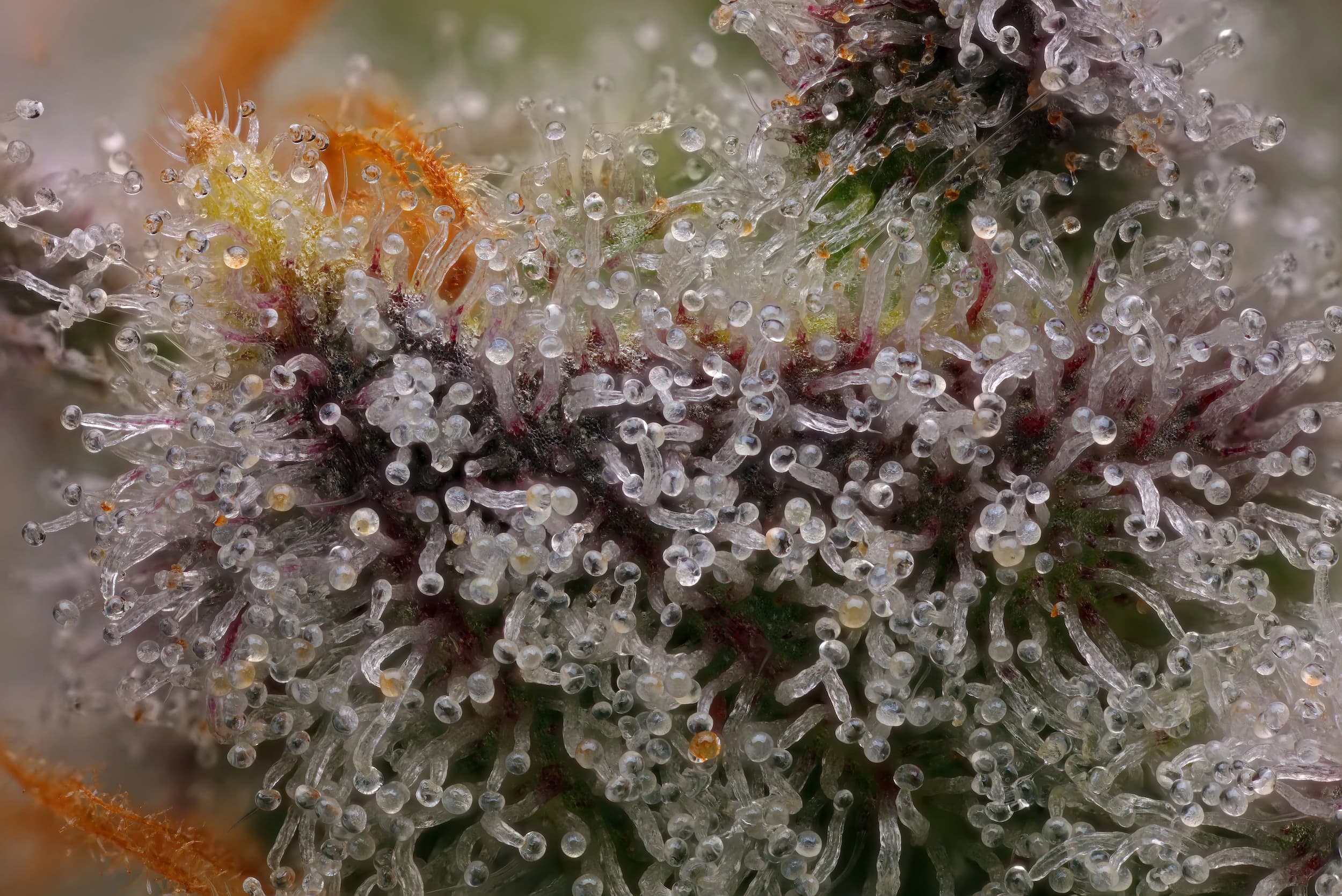 Close-up of MelvinZ cannabis flower