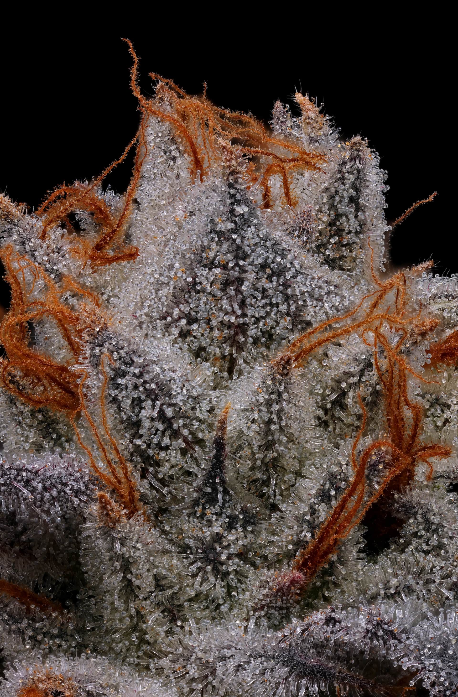 Close-up of Specimen X cannabis flower
