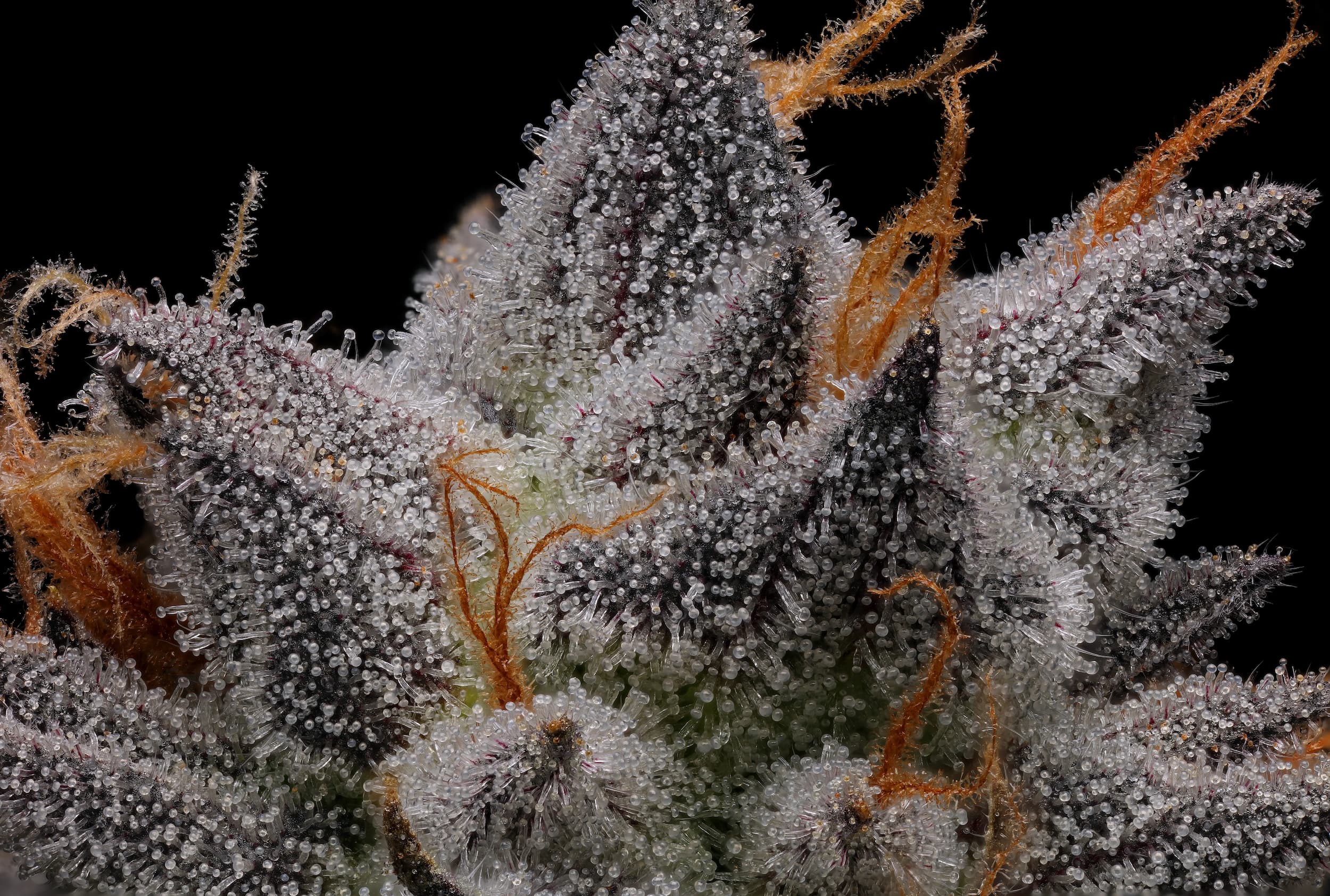 Close-up of Purple Ripple cannabis flower