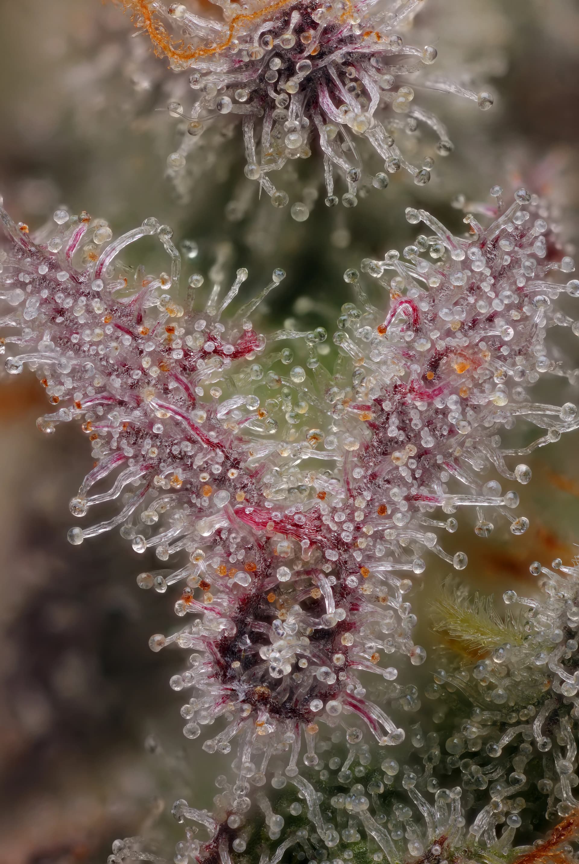 Close-up of M.A.C cannabis flower