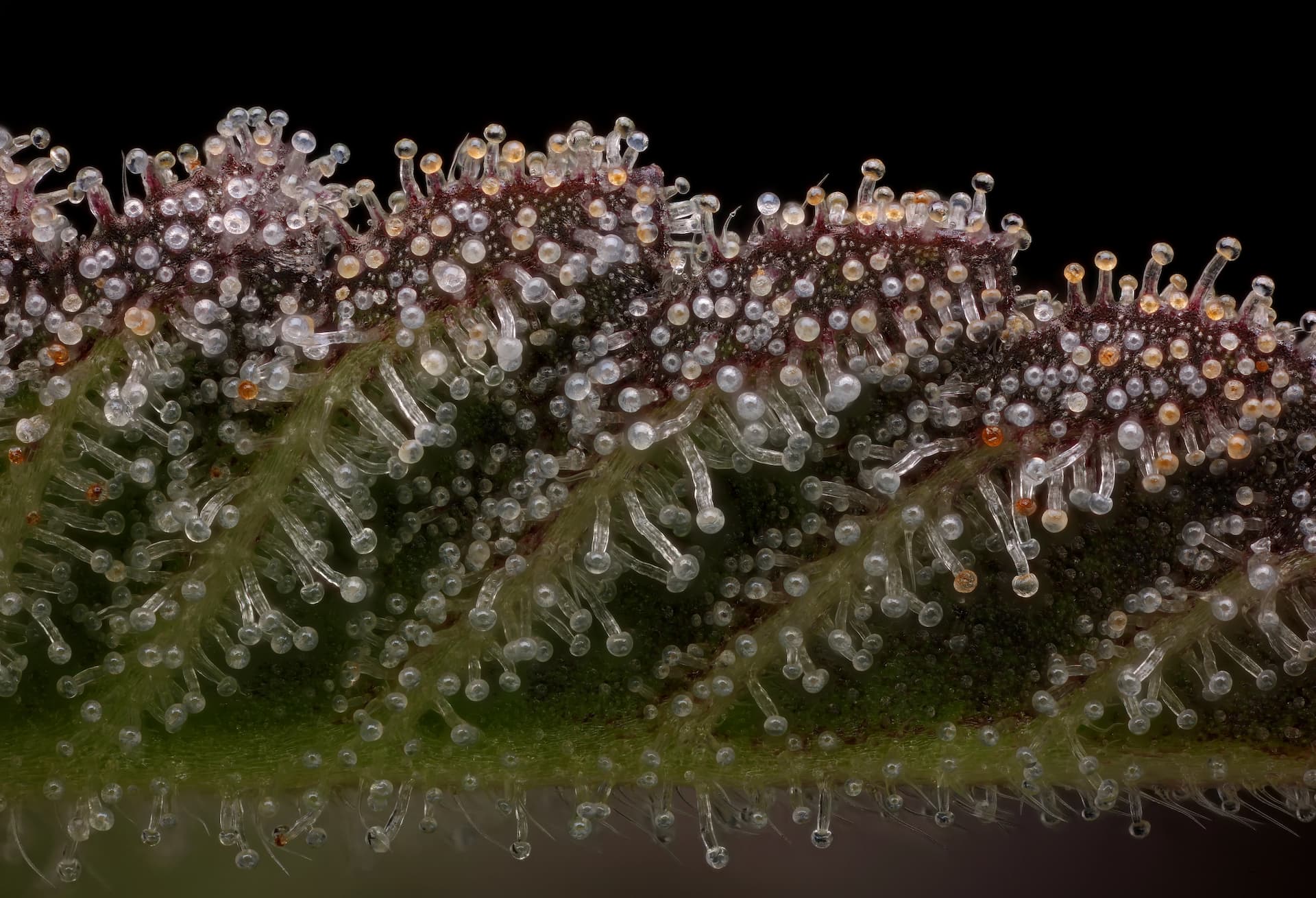 Close-up of Funkadelic cannabis flower