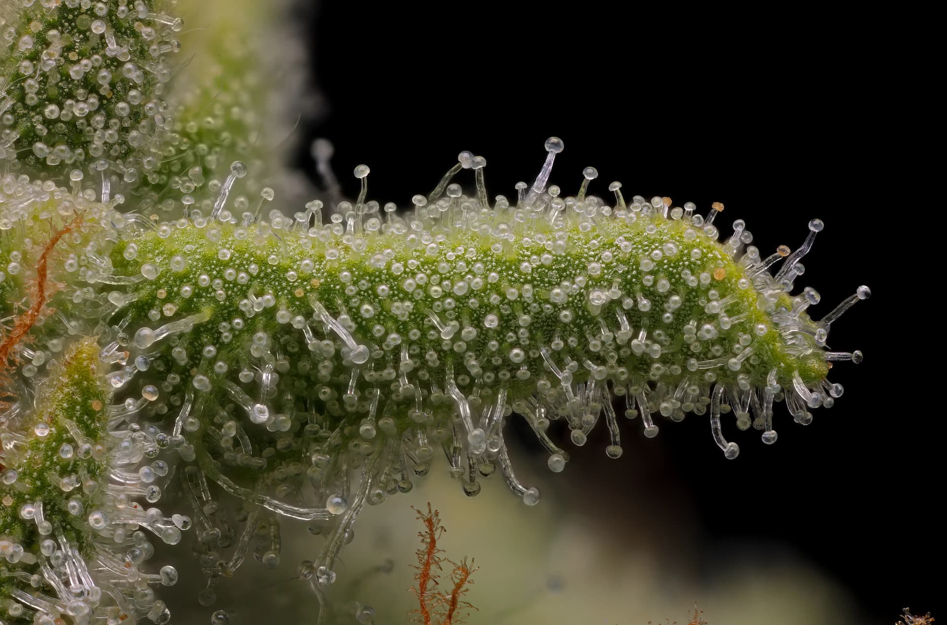 Close-up of Mack’s GAK cannabis flower