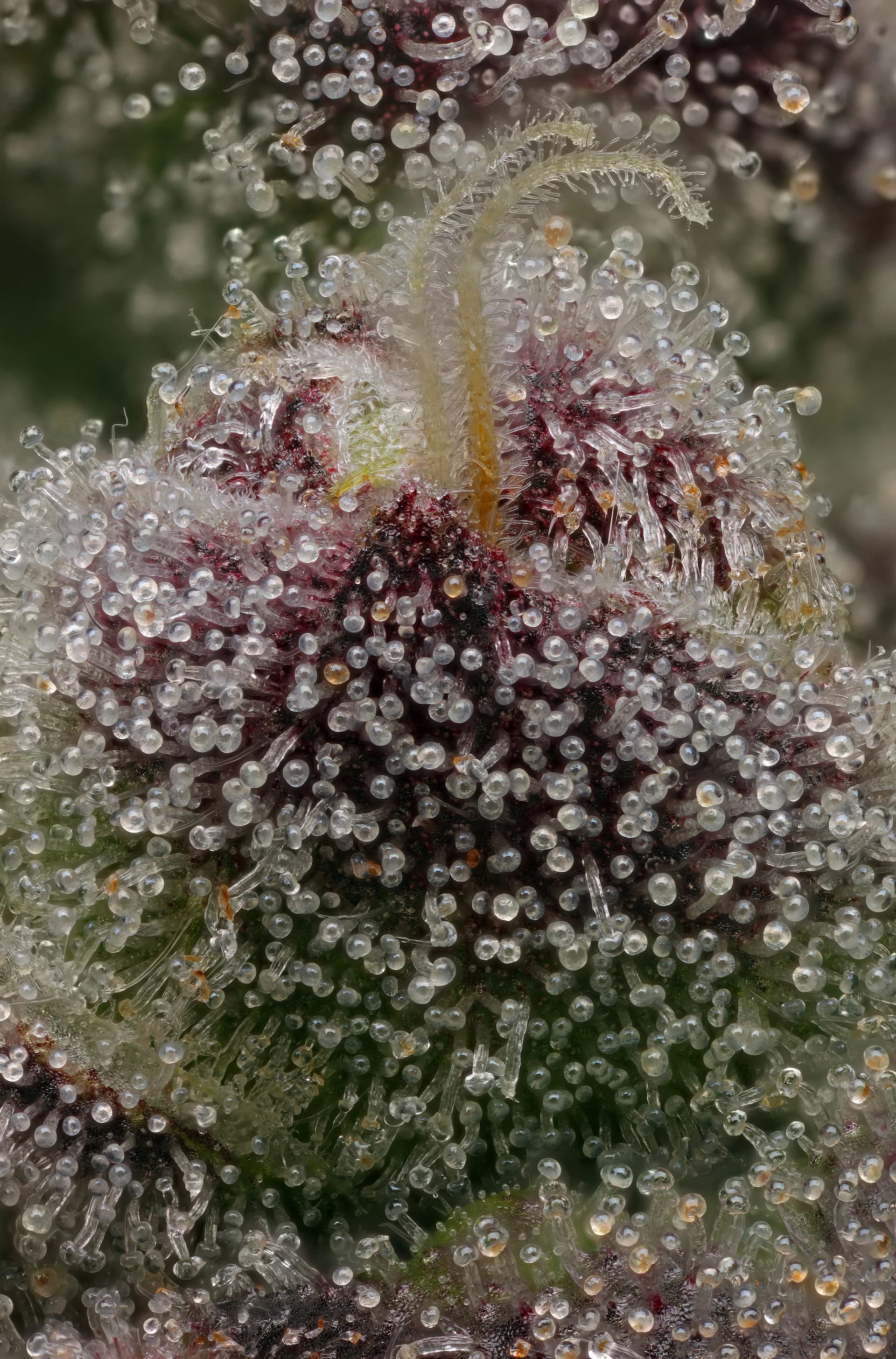 Close-up of Hash Burger cannabis flower