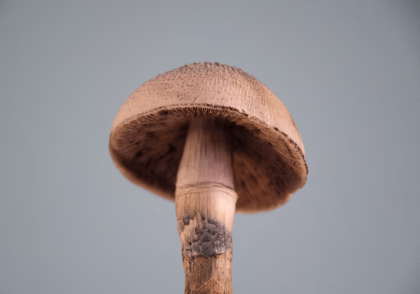 psilocybin