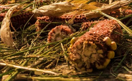 close up image of 2 dried corn cobs lying on a field