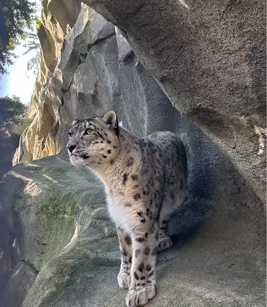 Snow leopard