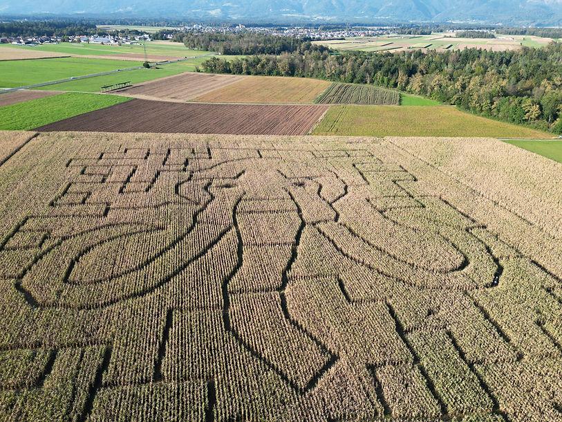 Chilliwack Corn Maze during the fall season, surrounded by tall corn stalks.