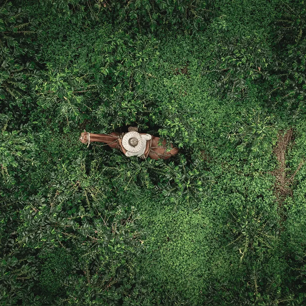Aerial view of a coffee grower in a straw hat riding through a dense coffee plantation.