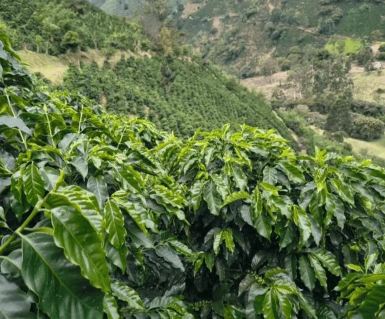 Rows of coffee plants growing on a mountain hillside farm.